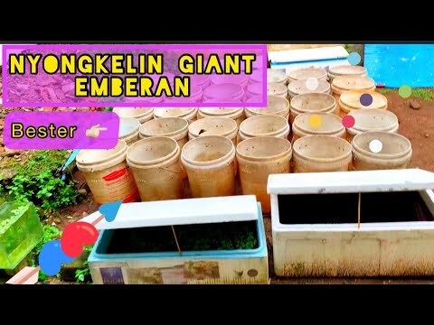SORTIR HMPK GIANT BUAT SNI
