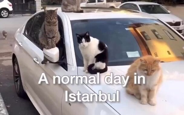 An Everyday Day in Istanbul