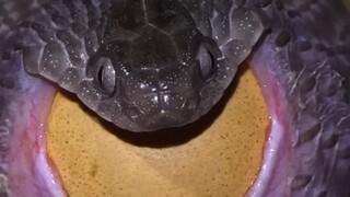 😱 Không phải chứ! Bạn nghiêm túc à?!