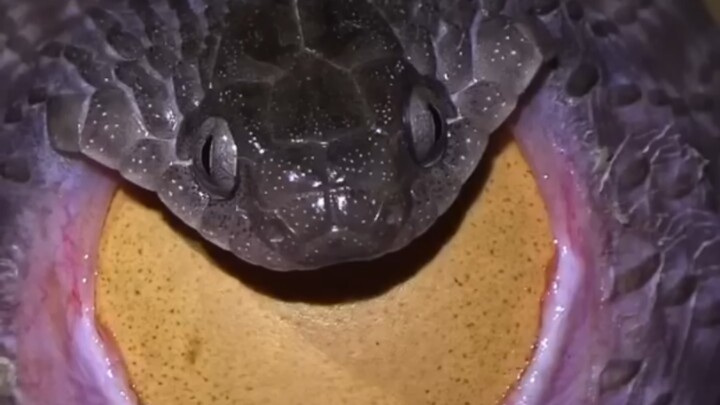 😱不是吧！你来真的吗？！