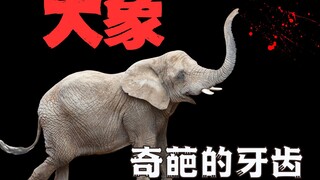 为什么说大象老年以后都是被饿死的？