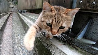 [Động vật] Tôi gặp một chú mèo và nó đạp vào camera của tôi