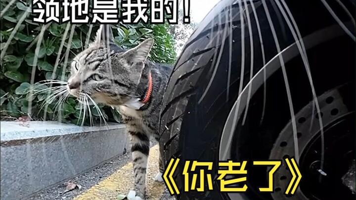 Miao Shifu’s “King of Cats” status is under threat—Dousha: It’s my own cat, I can’t bring myself to 