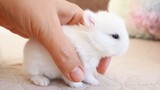 Một lứa thỏ con trắng muốt thật đáng yêu!