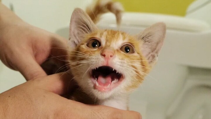Another cat rescue! This time it’s a little chatterbox!