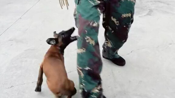 Setiap sebab pasti ada akibat. Melihat si polisi anjing yang pendendam tiap hari mengganggu si edito
