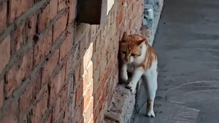 Kucing kecil tahu lantai semen tidak boleh diinjak, kucing super tampan!