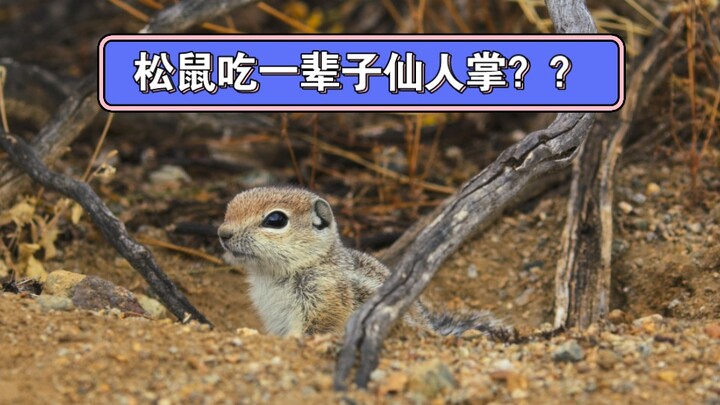 Chuột thật là emo!