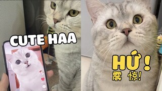 Mẹ lại dám khen mèo khác dễ thương, Bánh Gạo tủi thân cho xem | Pets TV