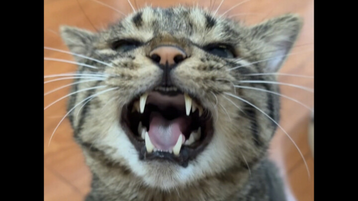 แค่เรียกหรือแตะหน่อยเดียว แมวน้อยขี้เม้าท์ยังทนไม่ไหวจนเอาหัวโขกกับแม่เลย!