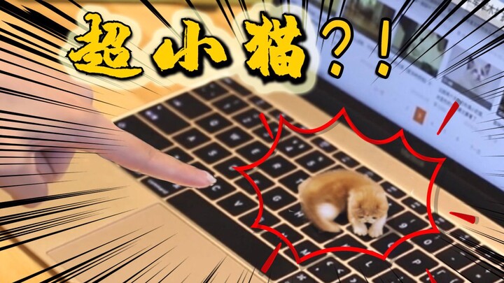 一只5厘米的超级小猫，跳上键盘气坏铲屎官！