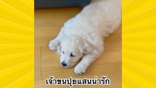 สัตว์เลี้ยงพื่อนขนปุย : เจ้าขนปุยแสนน่ารัก