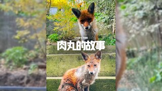 เรื่องราวลูกชิ้น 🦊 ✨