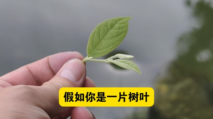 Giả như bạn là một chiếc lá vô tình rơi vào vòng xoáy