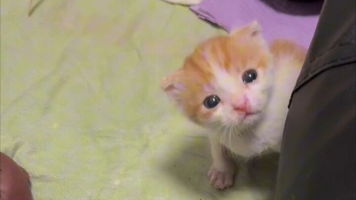 Mengajari kucing kecil dan Abebe bermain, tapi aku tidak mengerti apa yang dikatakan kucing kecil it