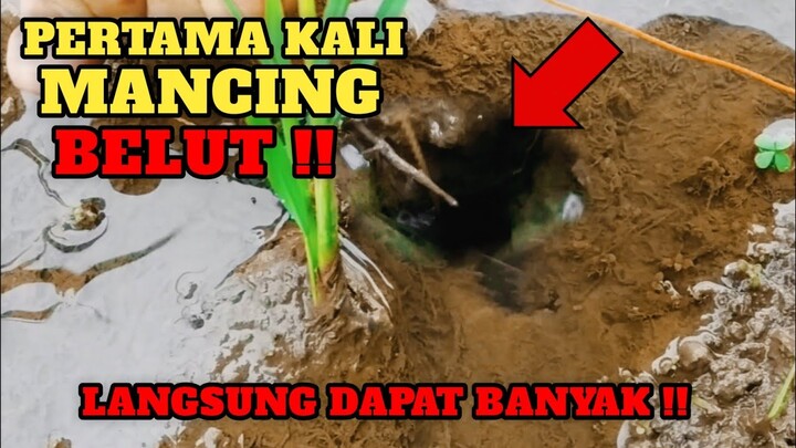 MANCING BELUT DI SAWAH