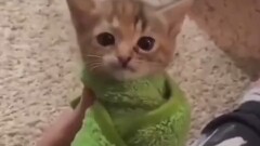 Kitten Collection