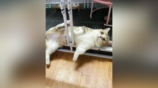 Thấy cũng tội :))) mèo cat BeautyTok NhacHayMoiNgay