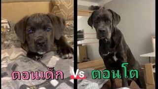 รวมคลิปน้องหมา ตอนเด็ก vs ตอนโต -  3