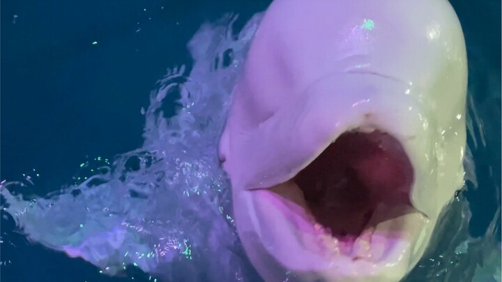 Chowing Down on Ice!