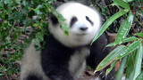 【Giant panda -Huahua】Throw water very fast with thick and fluffy hair