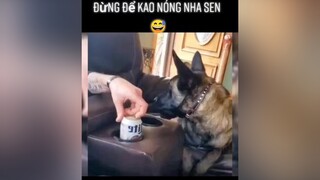 Đừng để kao nóng nha sen 😅yeudongvat thucung pet animals thucungvuinhon dongvathaihuoc fyp foryou