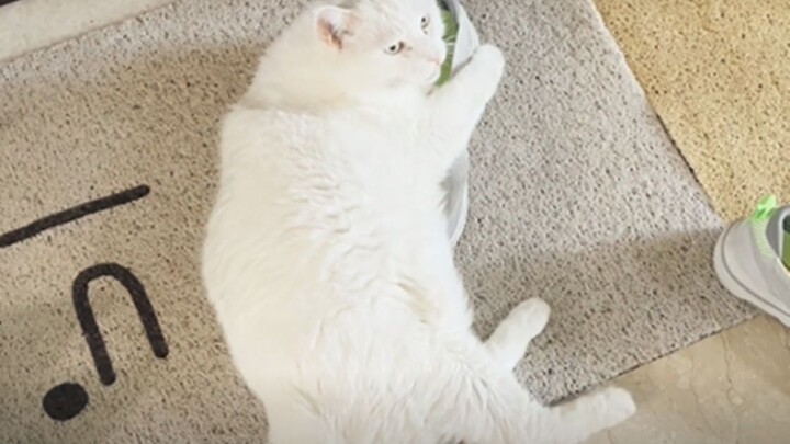 “Can’t Step Out the Door” — Da Mi Is Dominating the Spotlight (Xiao Mi: What about my presence?)