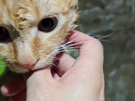 Anak Topi Jerami memandikan Ai Ji-nya!
