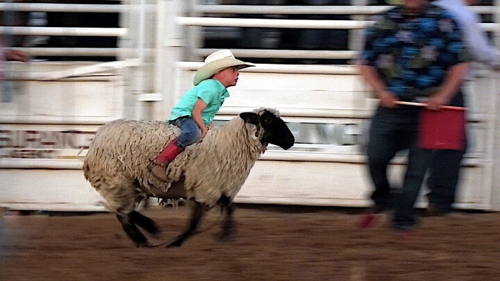 งานคาวบอยตะวันตกของสหรัฐอเมริกา: การแข่งขี่แกะสำหรับเด็ก เด็กๆ ทุกคนช่างกล้าหาญเหลือเกิน