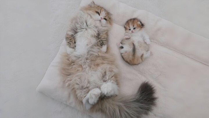 ลูกคนโตและลูกคนเล็ก~