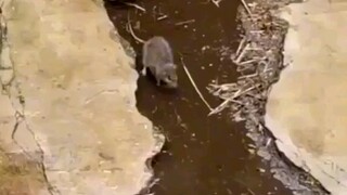 Trận chiến Chuột và Gà