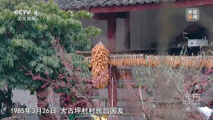 qinlingpanda