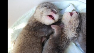 Cutest BABY OTTERS at play in a compilation over time. As otter pups they twitch and turn. #otters
