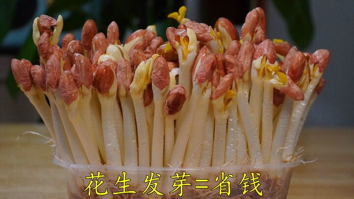 Sprouting peanuts saves you money—peanut sprouts that cost 30 yuan per jin can be easily grown at ho