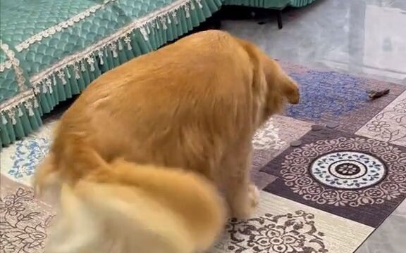 Lần đầu tiên Xiao Gouzi gặp được vị khách sẵn sàng đón nhận cậu, cậu phấn khích đến mức không thể ki