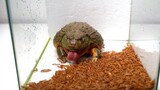 [Animals]Birthday banquet for my bullfrog