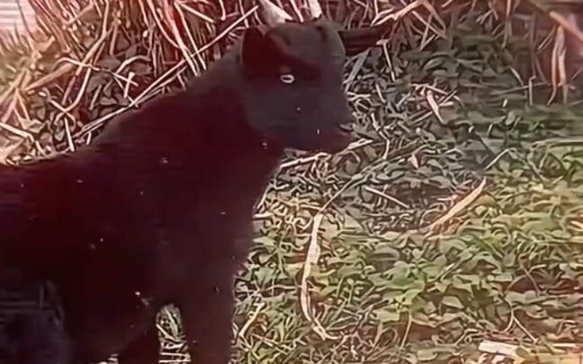 【Kobe】Cừu con kêu thế nào hả anh bạn!