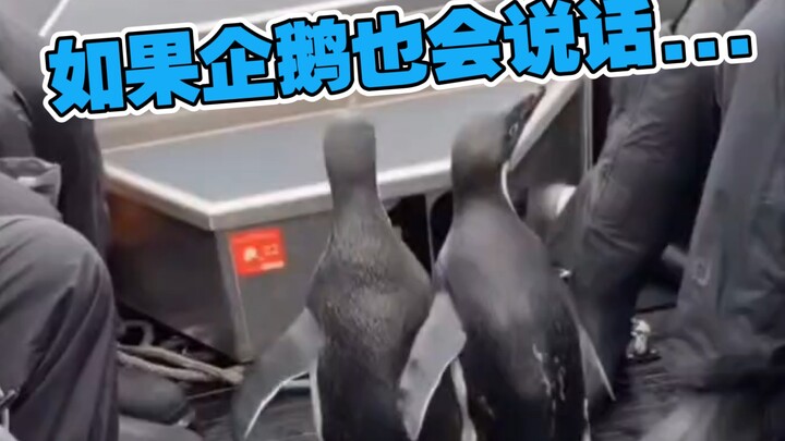 咕咕嘎嘎！！