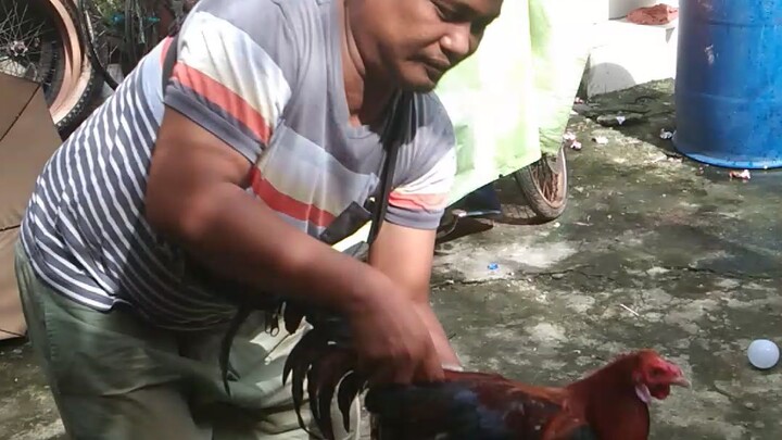 white choco vs butcher albany