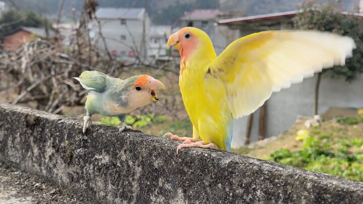 Adegan burung beo nakal kena pukul