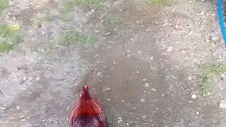 cock