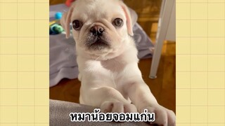 เพื่อนตัวน้อยแสนซน : หมาน้อยจอมแก่น