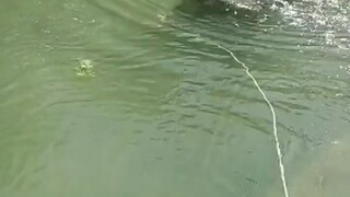 The buffalo drowned