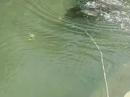 The buffalo drowned