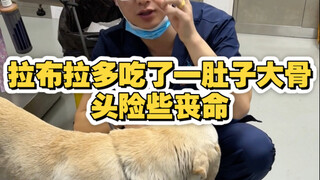 La Bala "pig" gorges on a huge bone, nearly causing a major disaster.