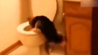 Doggy: I'm still one step too late!