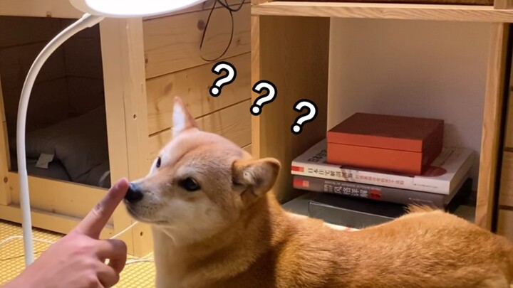 Bagaimana cara menyalakan lampu meja hanya dengan satu ekor kucing, tapi mengapa anjing tidak bisa…?