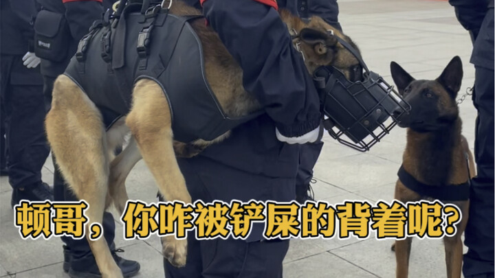 Even police dogs get jealous—Bawan, Bardon, and Baqian, the three brothers, all vying for their hand