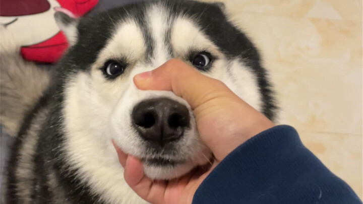 完了买到假货了，性格太稳定了
