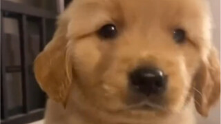 Mengapa anjing yang saya bawa pulang berbeda dengan anjing Anda?